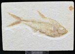 Detailed Diplomystus Fish Fossil From Wyoming #22303-1